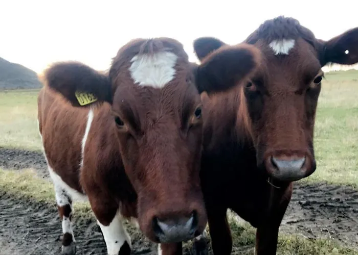 Casa vacanze Narnia Lofoten