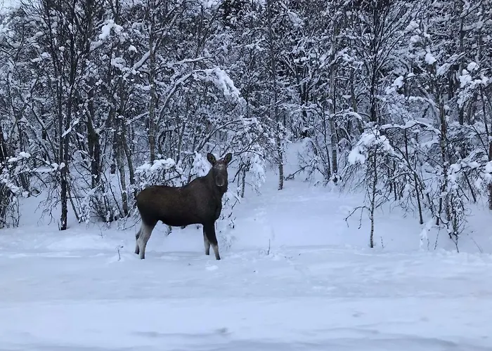 Prázdninový dům Narnia Lofoten Gimsoy